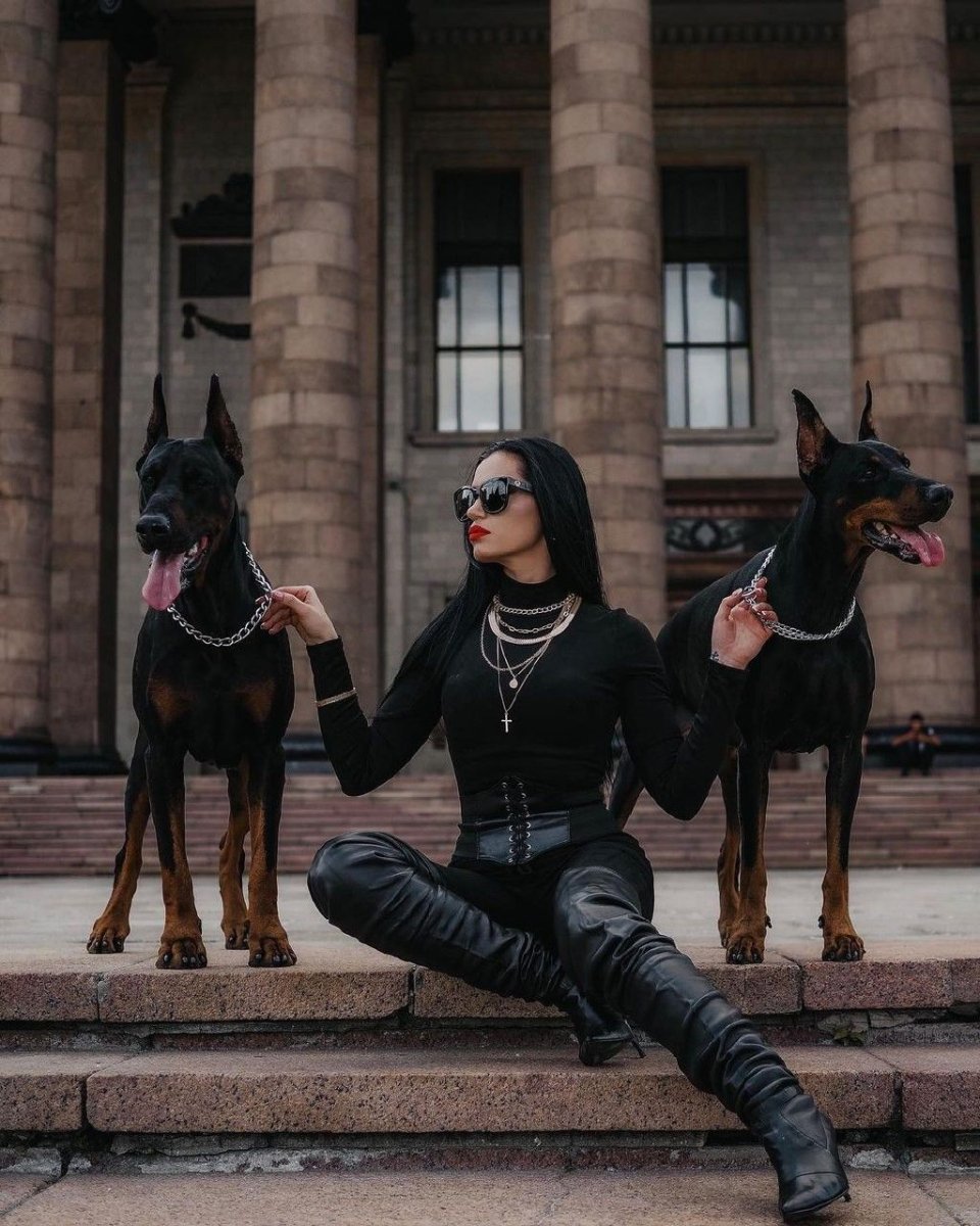 Доберман злой