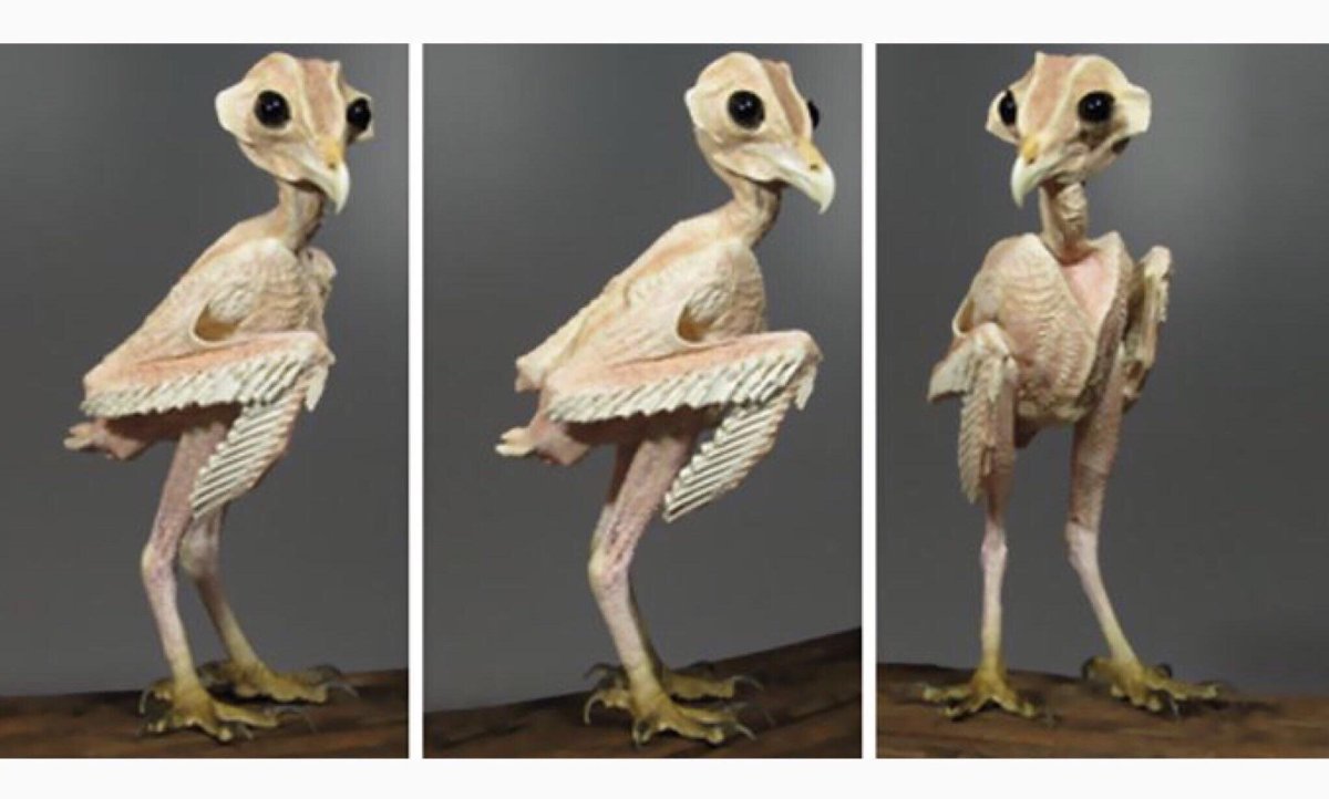 Птенец без перьев