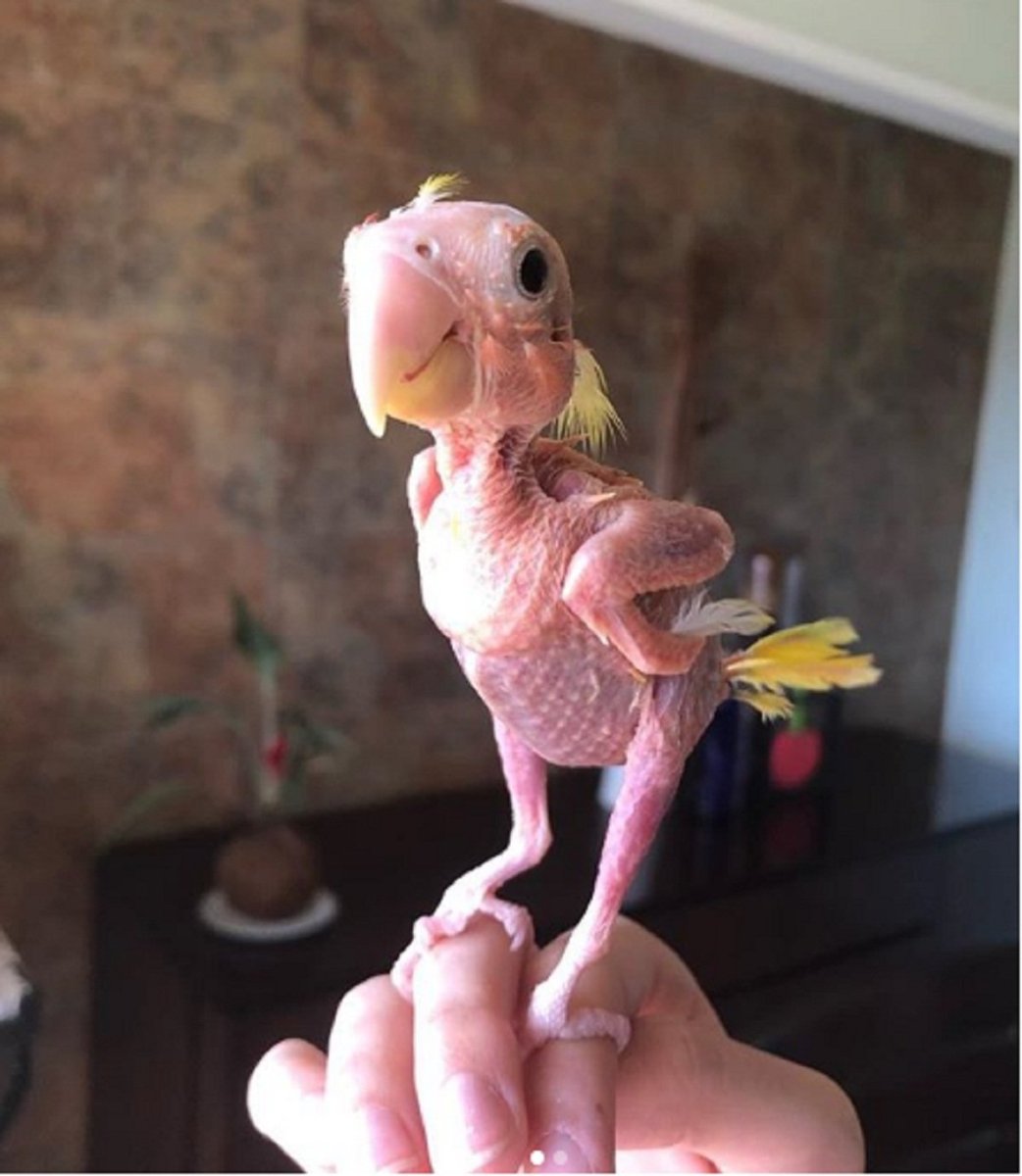 Облезлый петух