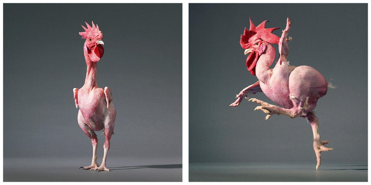 Общипанная курица