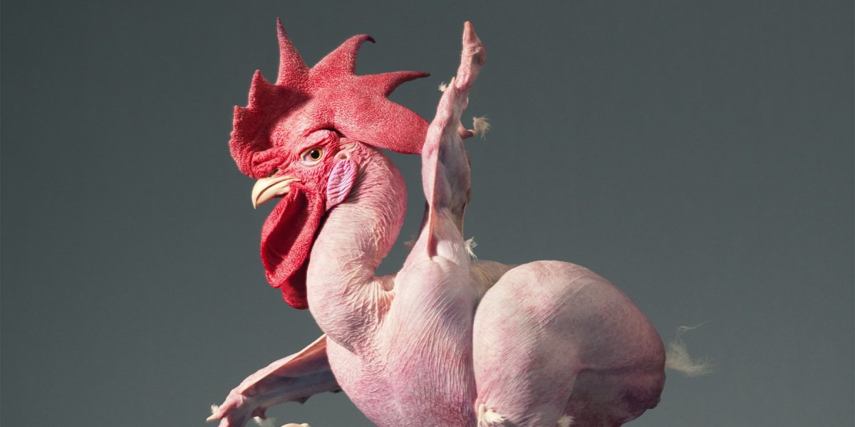 Ощипанный петух