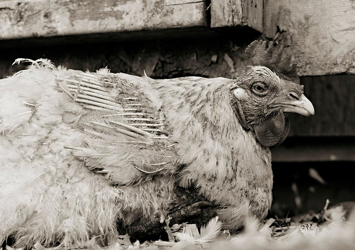 Бешеный петух