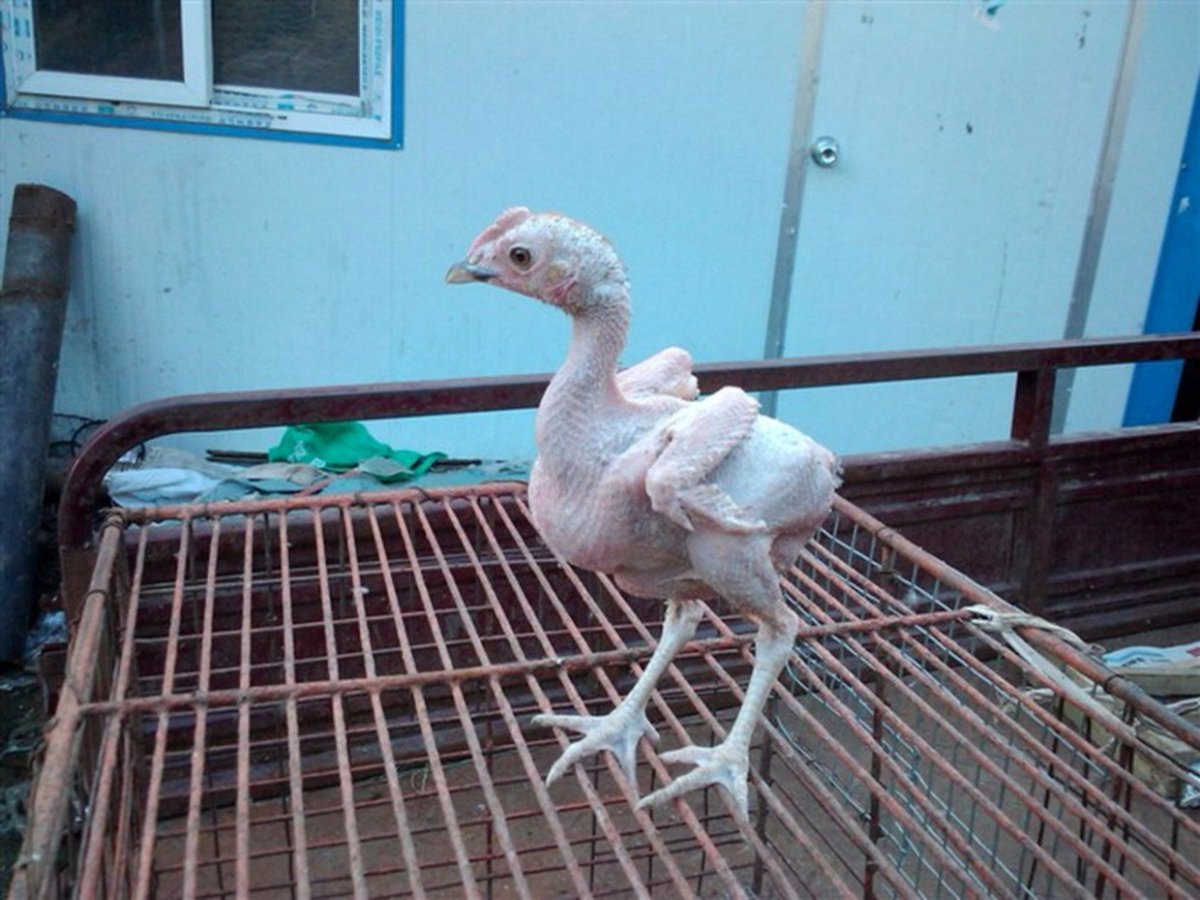 Бешеная курица