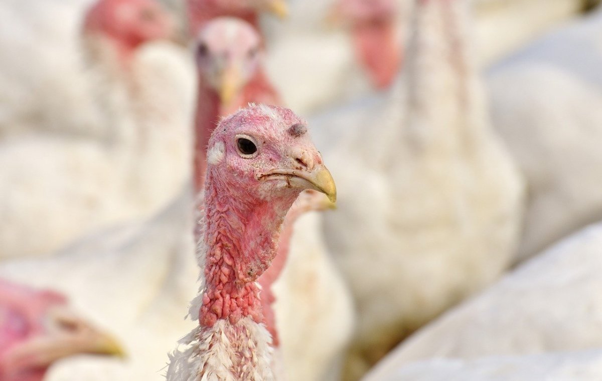 Сказка чтобы пощипать спину