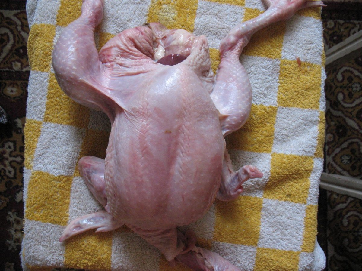 Израильская лысая курица