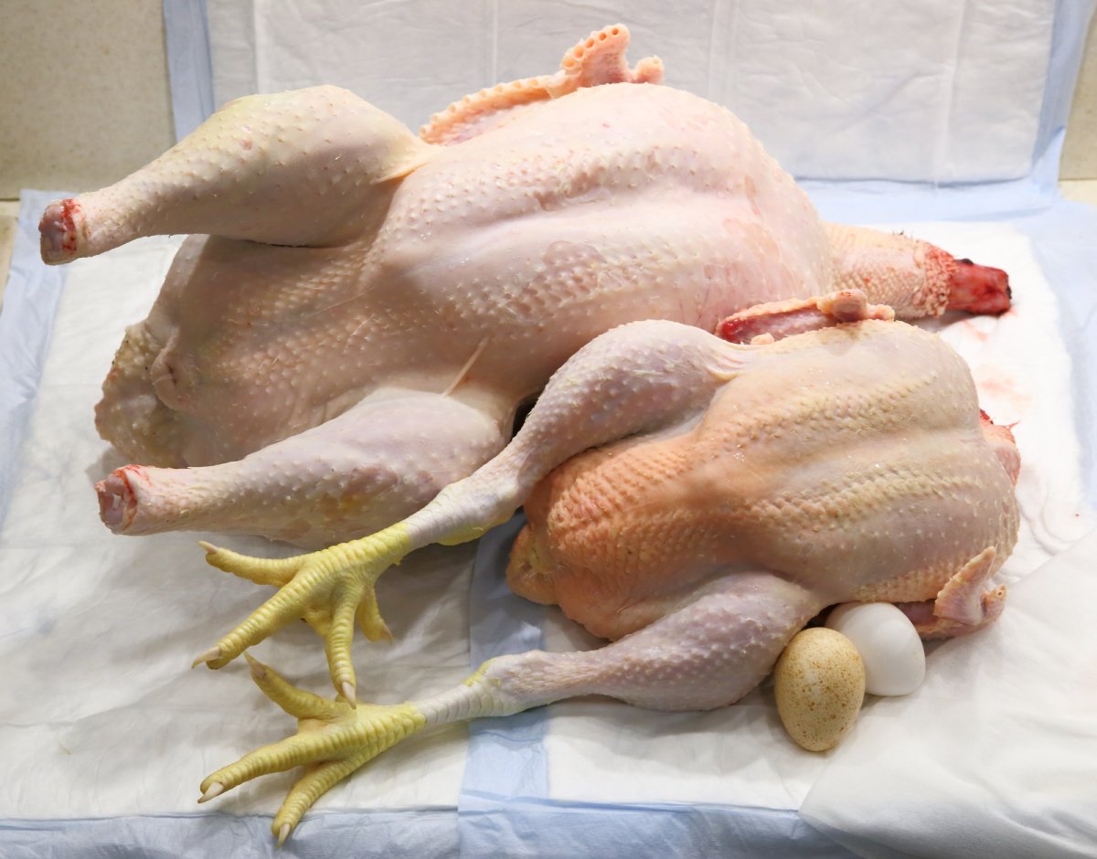 Селадон порода кур