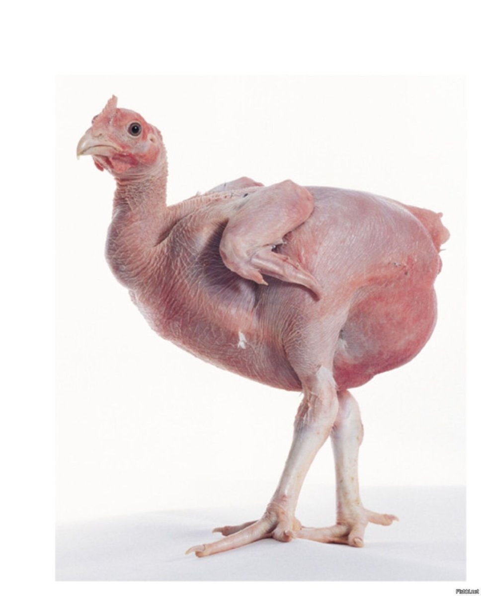 Израильская лысая порода кур
