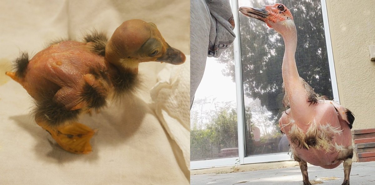 Короткоклювый Турман