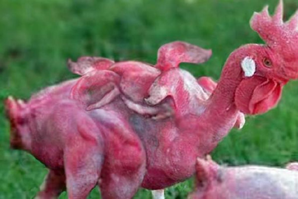 Лысый попугай жако