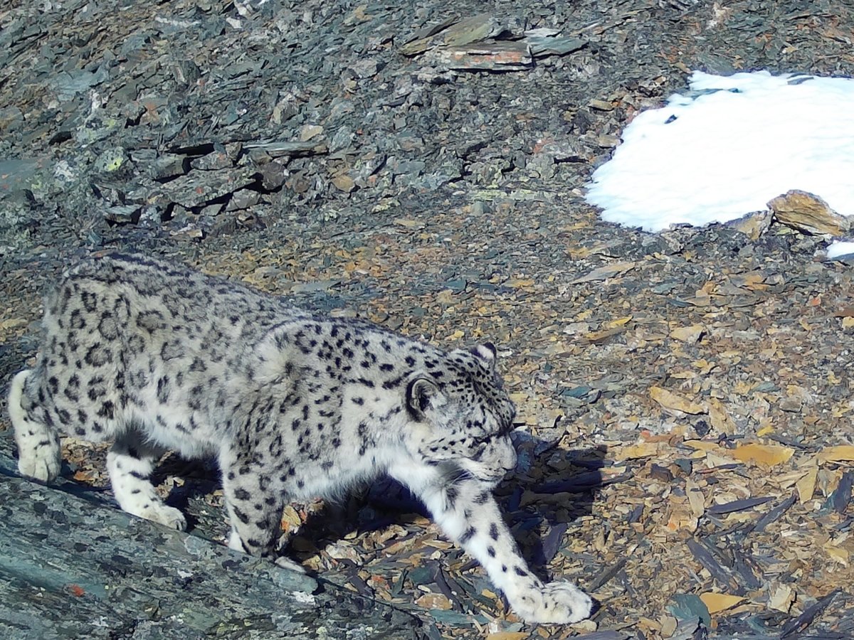 Байкальский Баргузинский Соболь