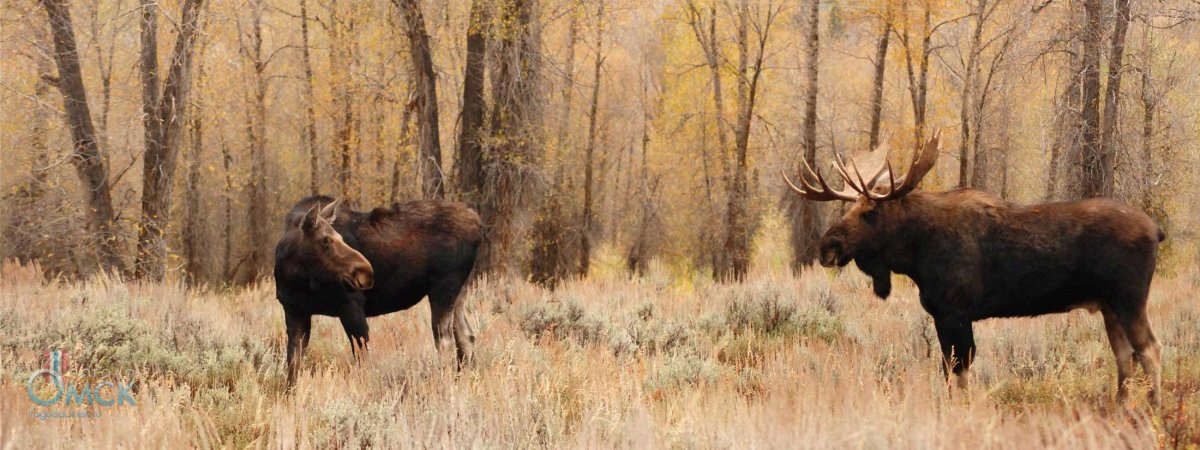 Косуля ареал