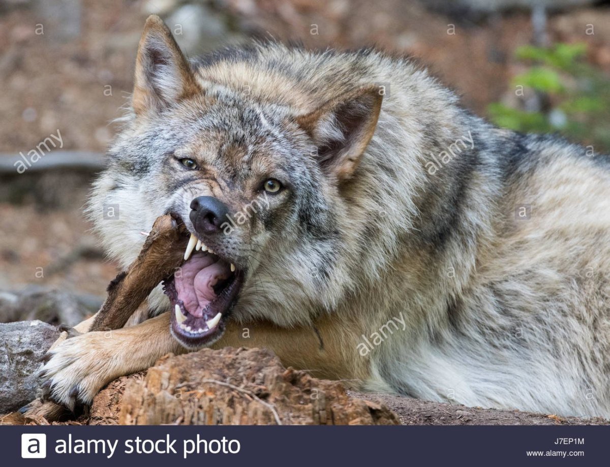 Кот Манул в Забайкалье