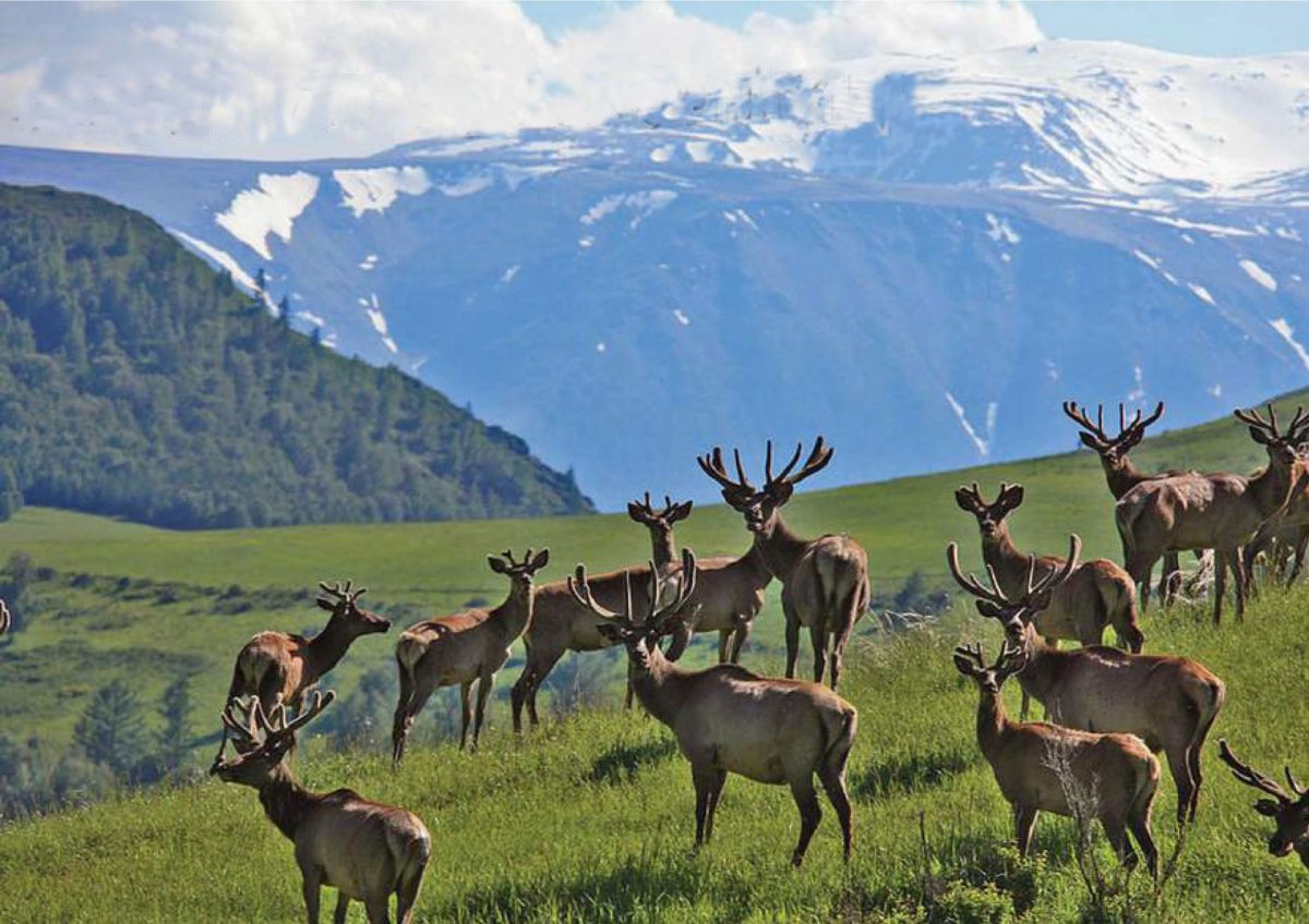 Катунский заповедник снежный Барс