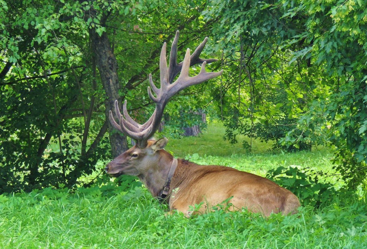 Убсунурская котловина Манул