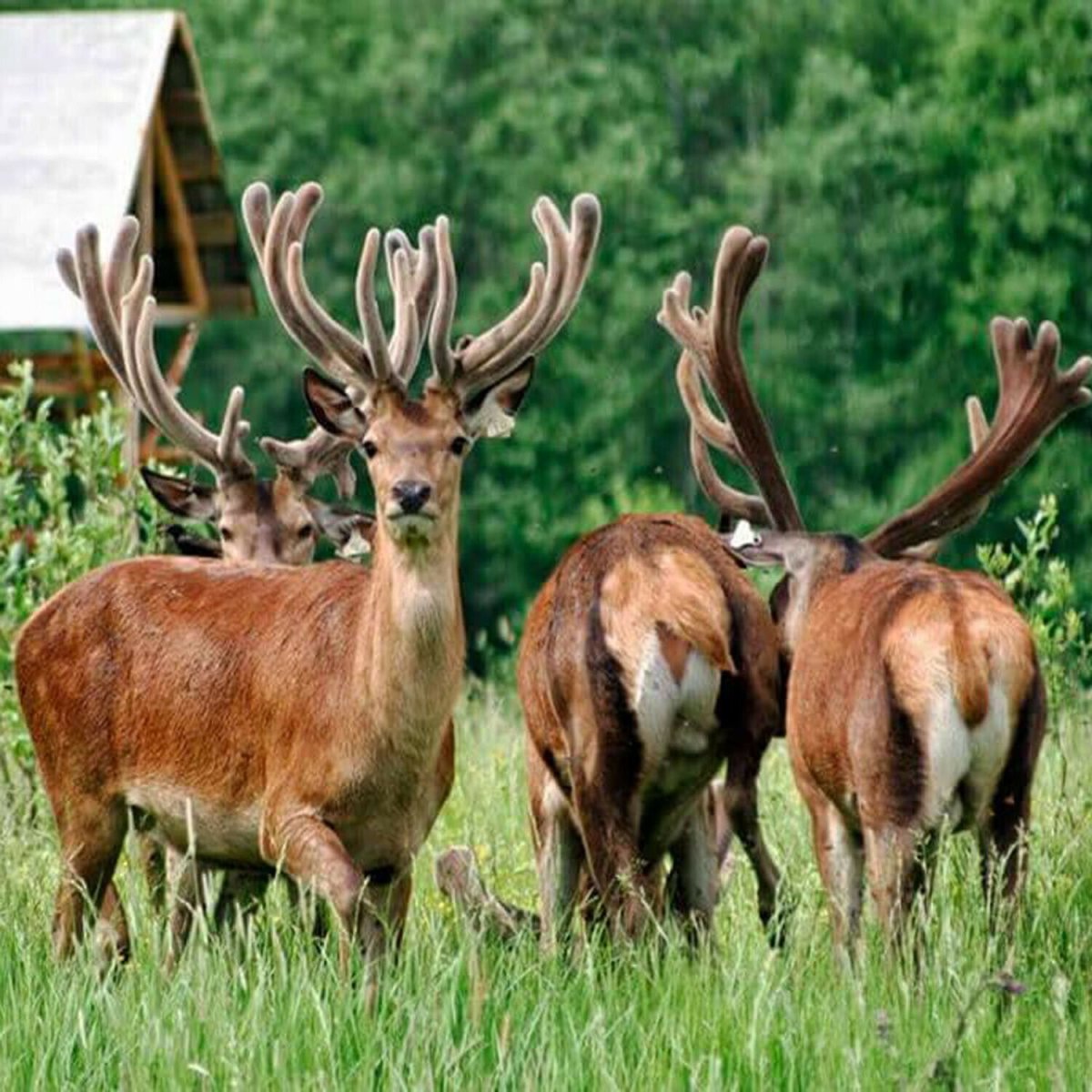 Алтай животные