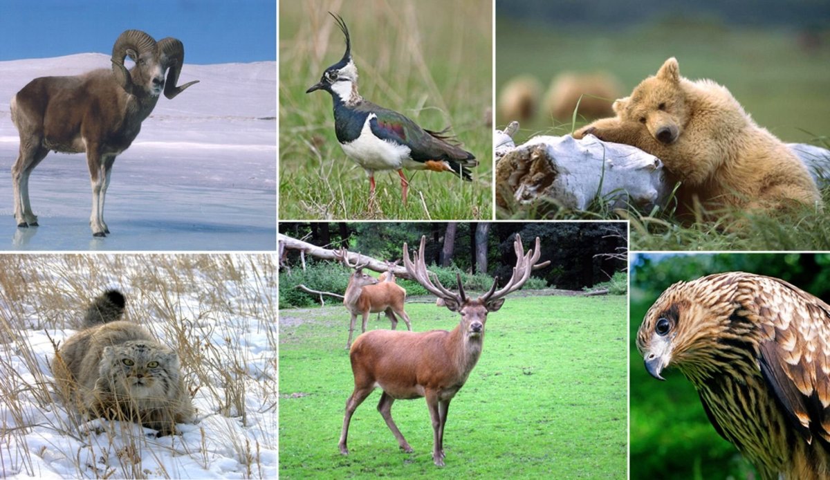 Европейский Лось