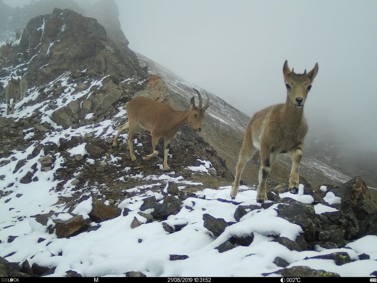 Алтайский заповедник Ирбис