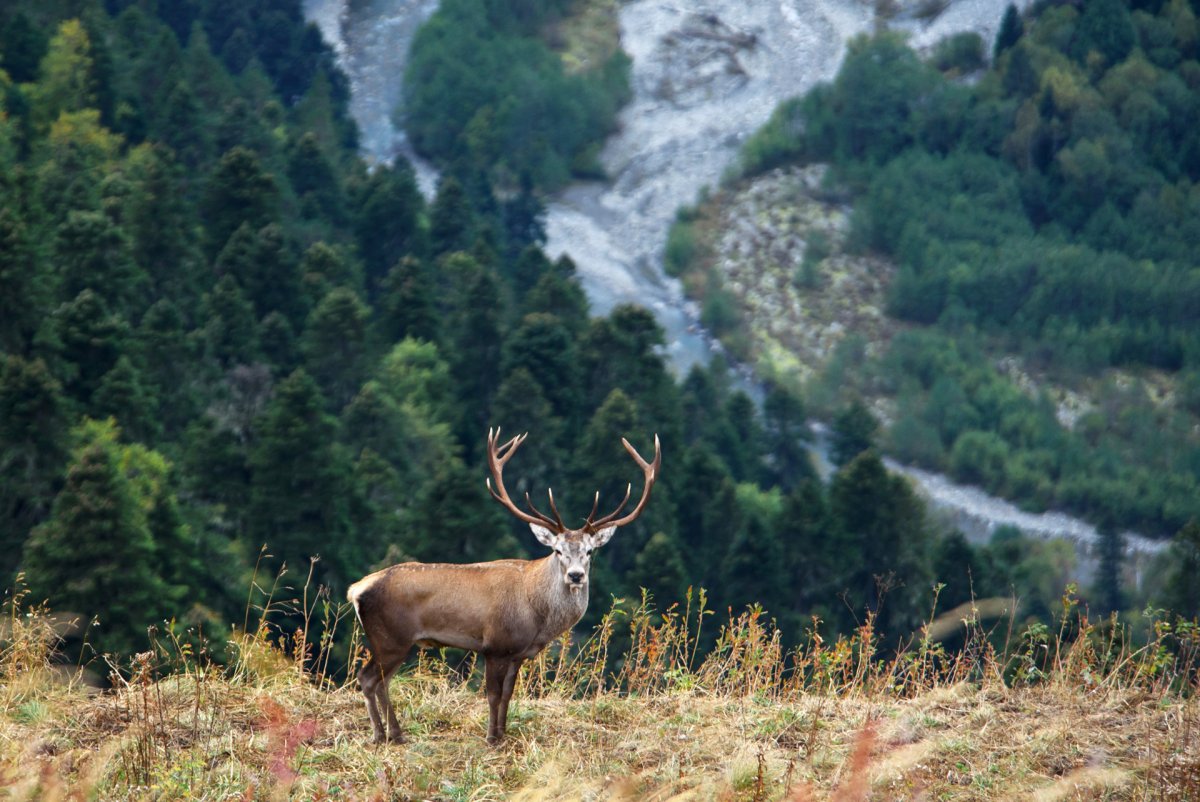 Млекопитающие Алтайского заповедника