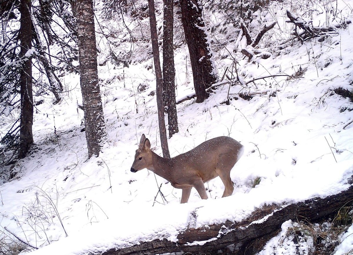 Животные Алтая Рысь