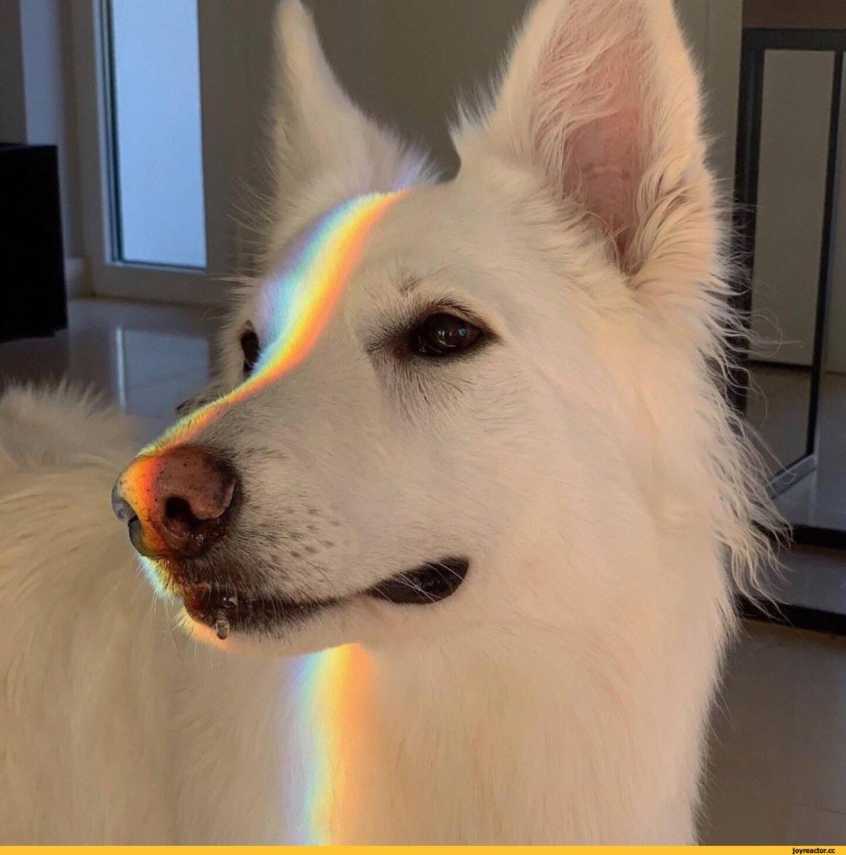 Эстетика собачек