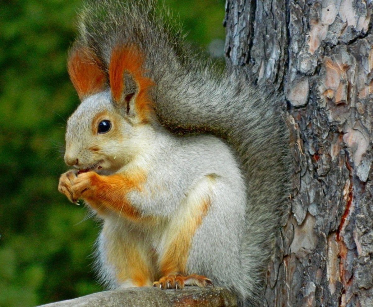 Алтайский природный заповедник животные