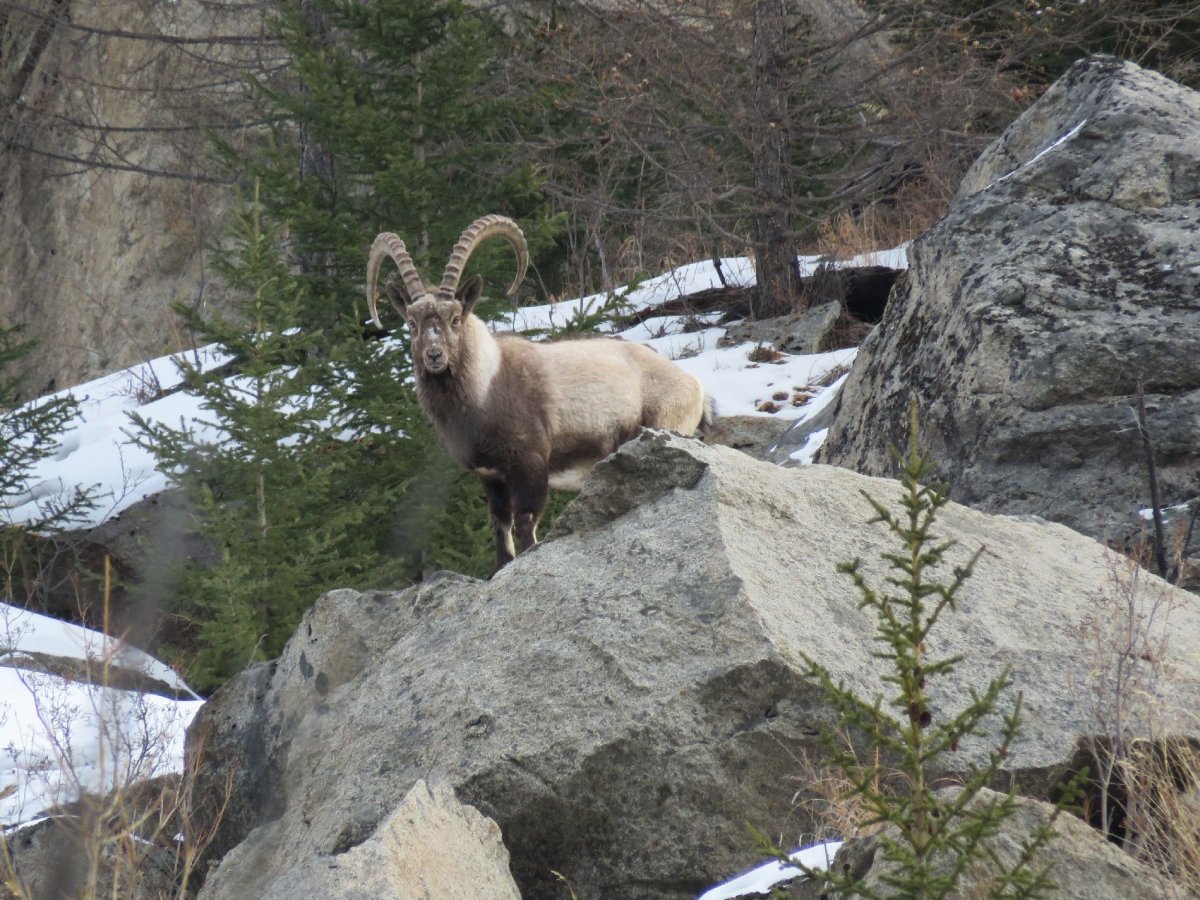 Снежный Барс uncia uncia