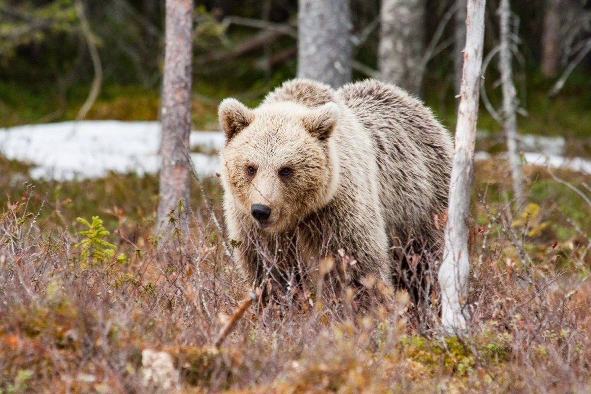 Рысь в Алтайском крае