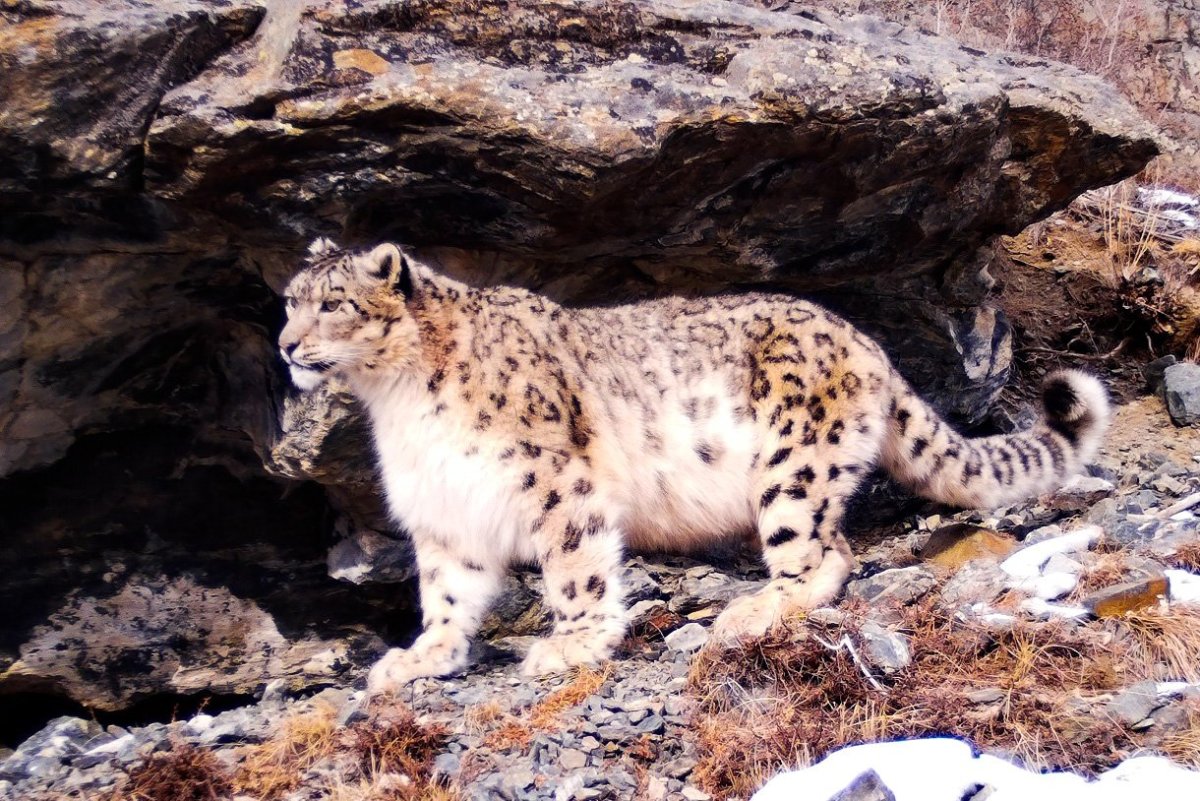 Алтайский заповедник животные