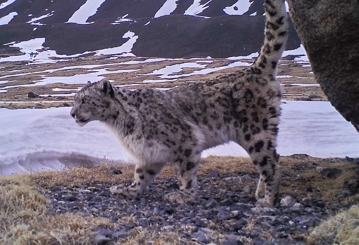 Убсунурская котловина снежный Барс