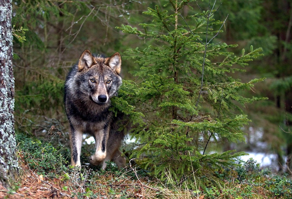 Снежный Барс Алтайский заповедник