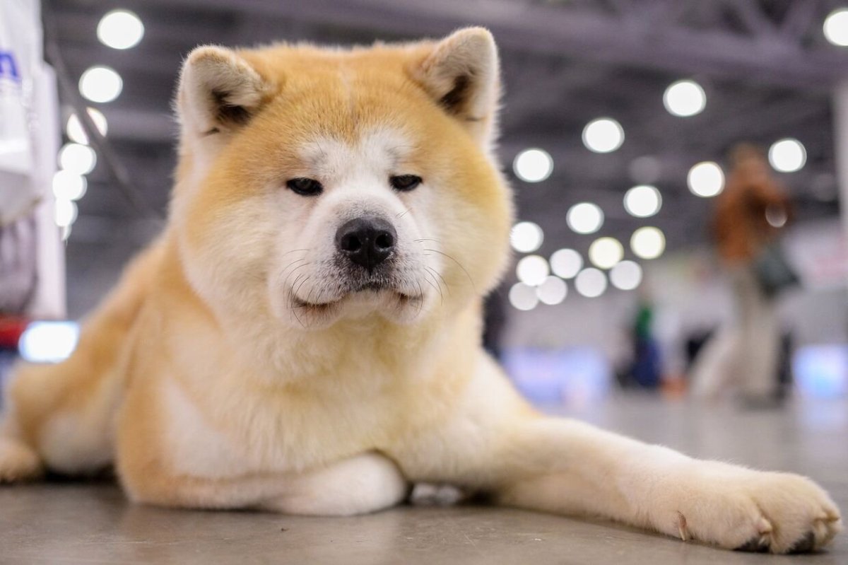 Акита-ину Масару