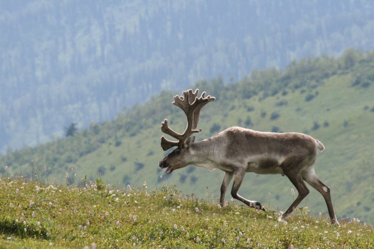 Фауна Новосибирской области
