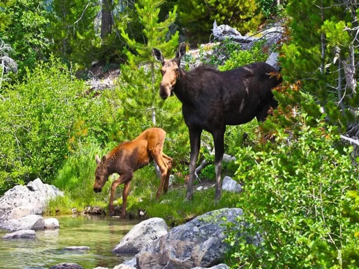 Алтайский Марал на фоне гор
