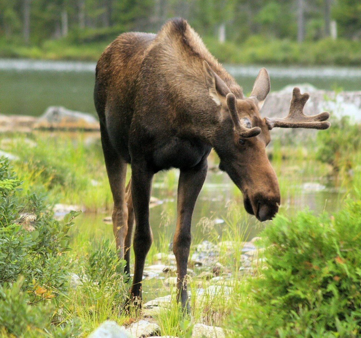 Алтайский олень Марал