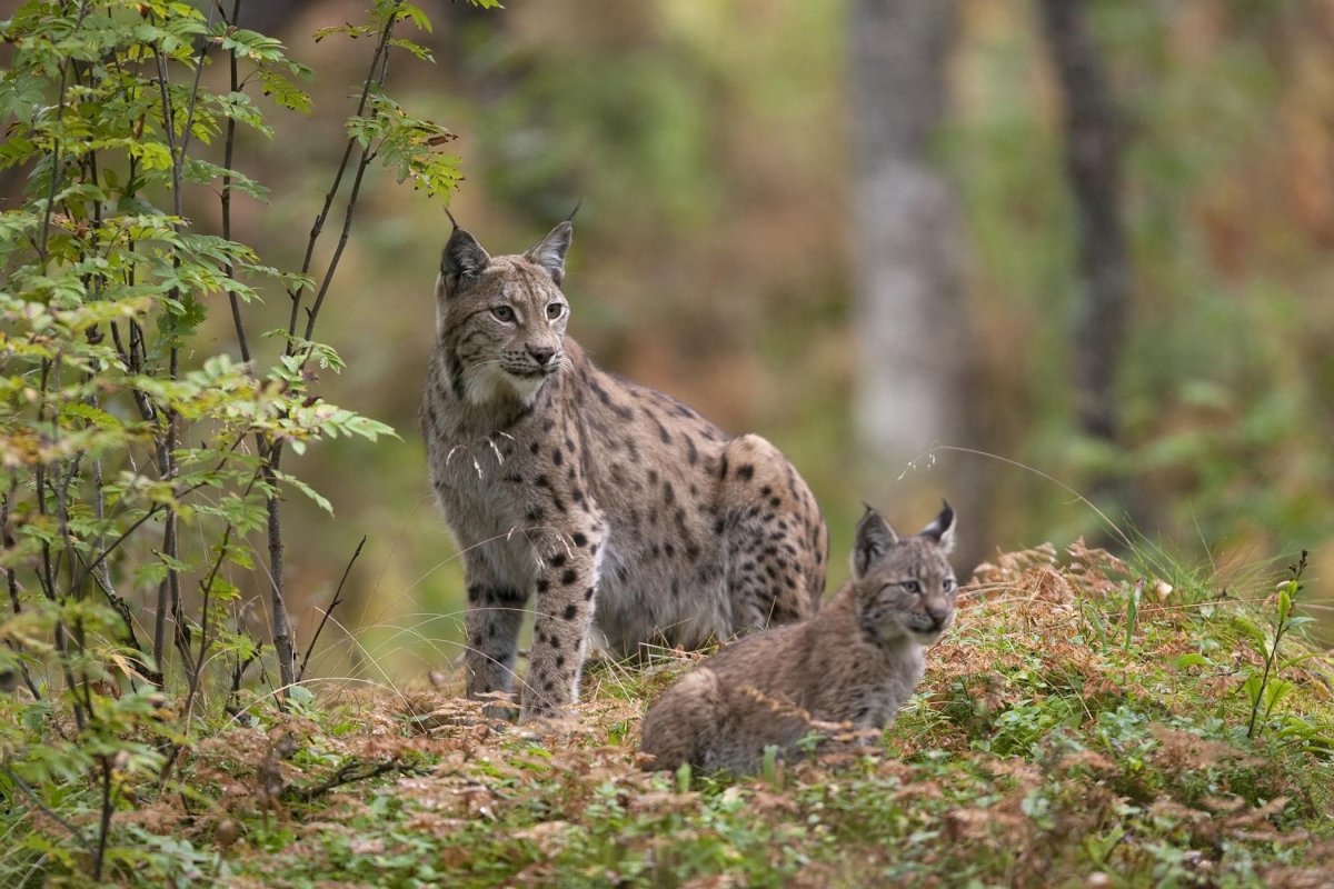 Снежный Барс альбинос