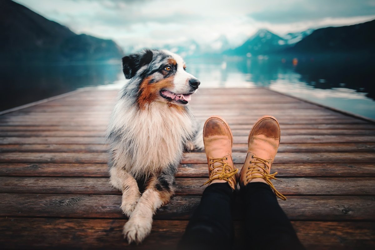 Собака у ног хозяйки