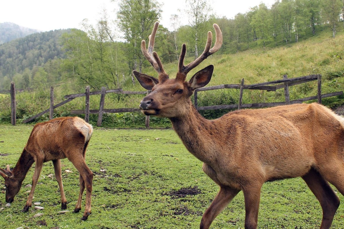 Саяно-Шушенский заповедник снежный Барс