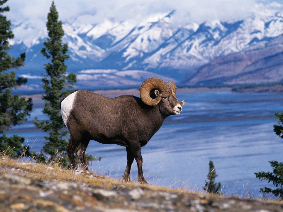 Тибетский Манул