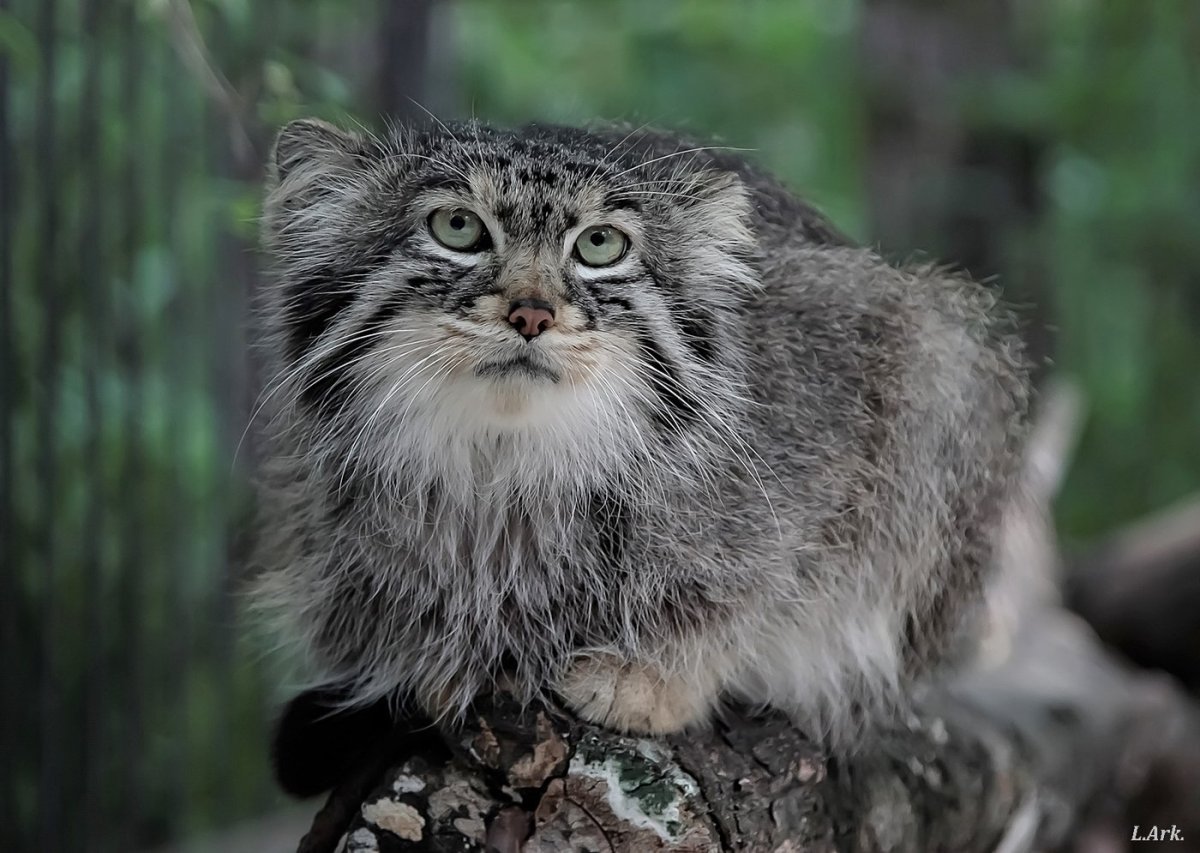 Сахалинская кабарга Moschus moschiferus sachalinensis
