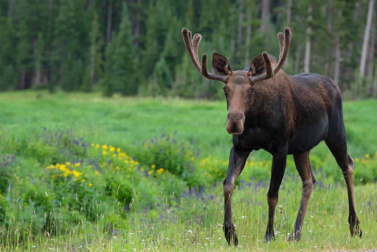 Ирбис снежный Барс Алтай