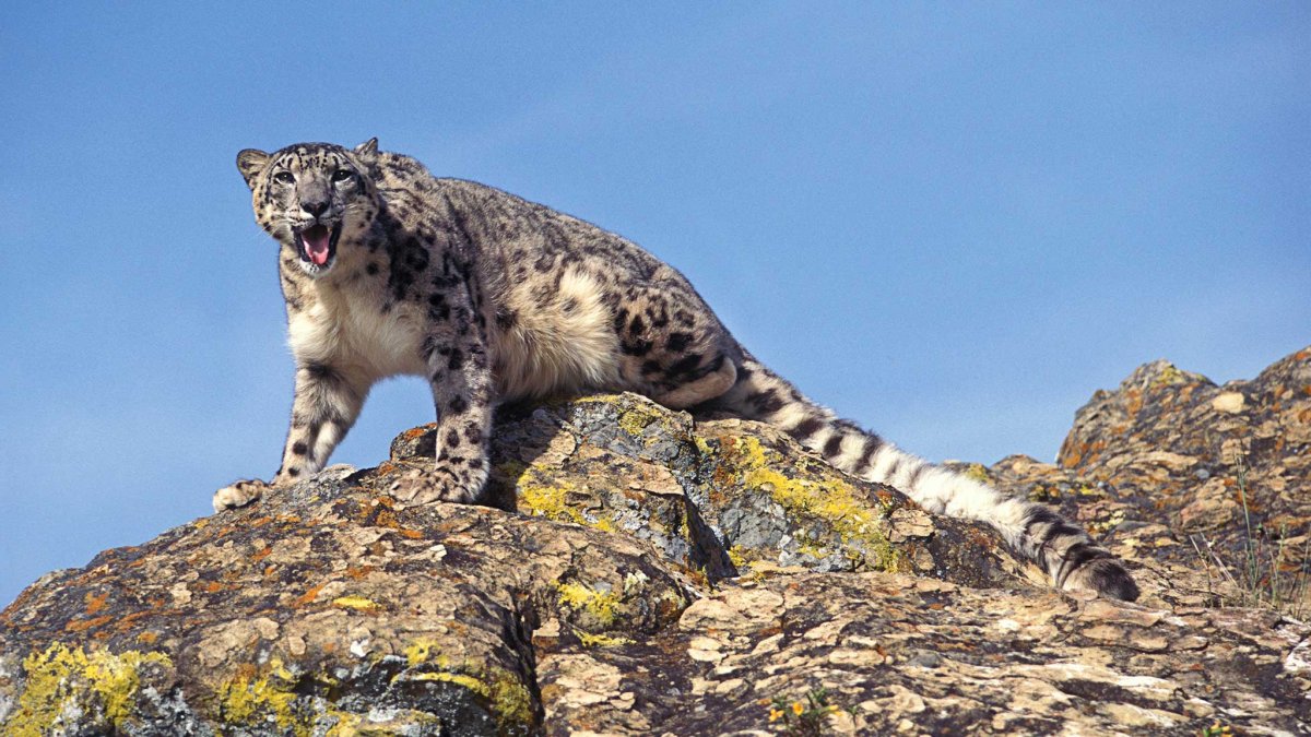 Тигирекский заповедник Алтайского края животные