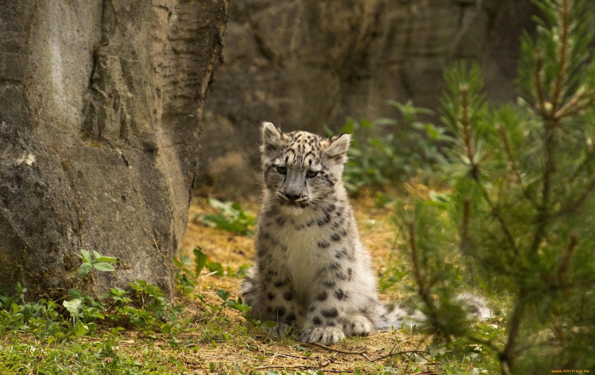 Алтайский горный баран аргали