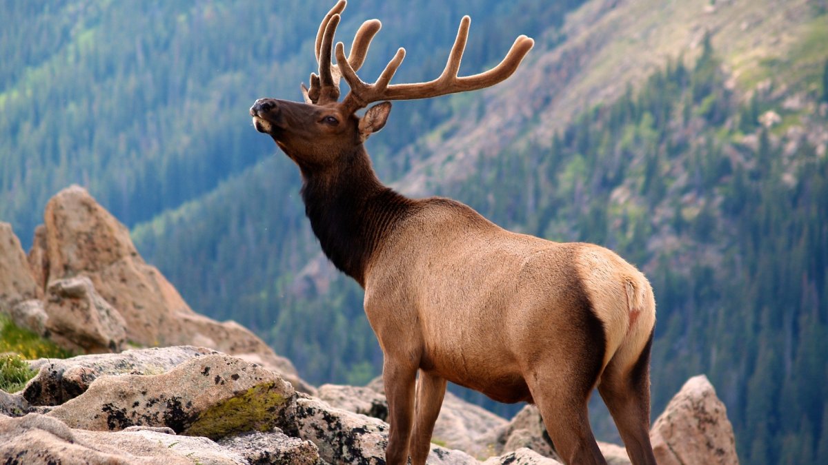 Волки в Алтайском крае