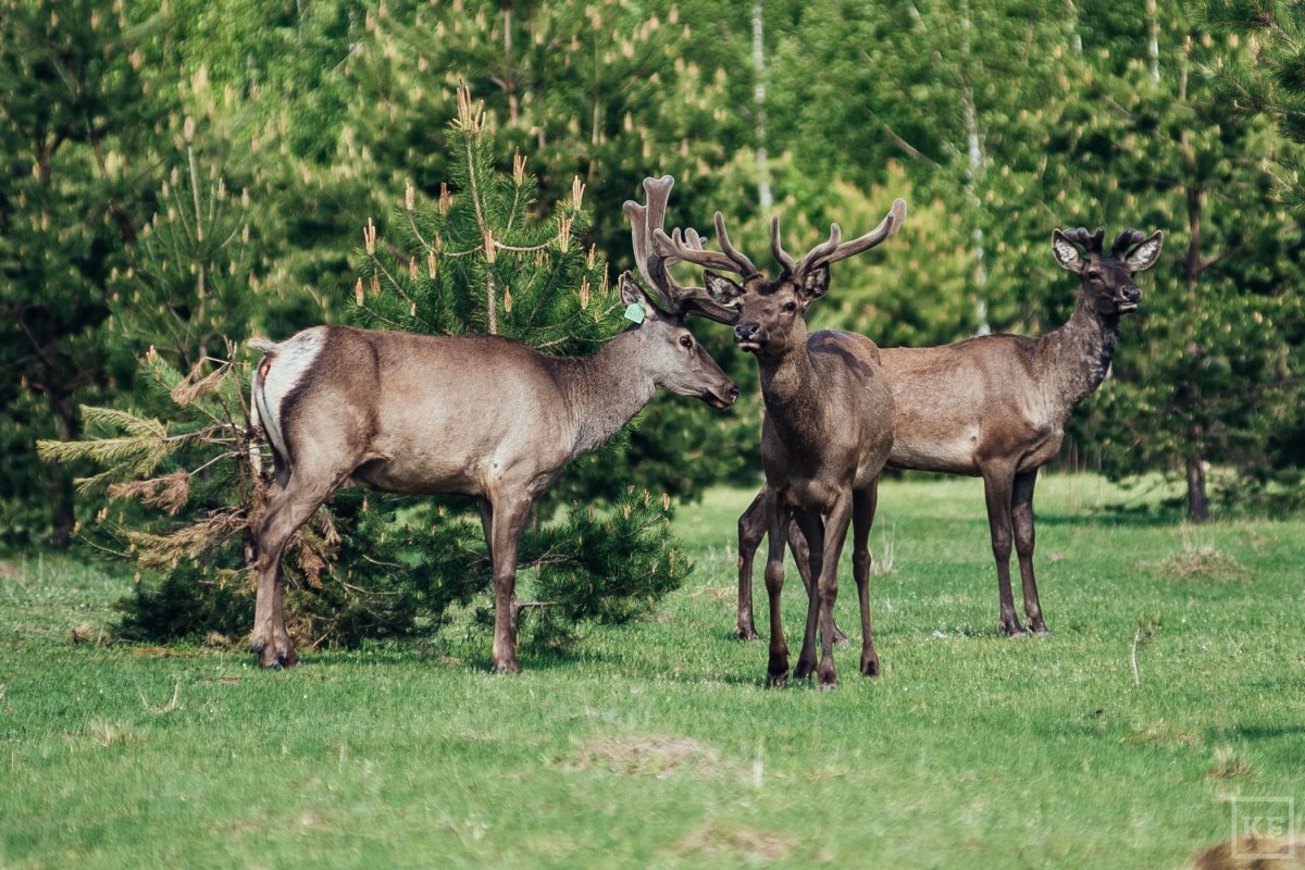 Сибирский Сохатый