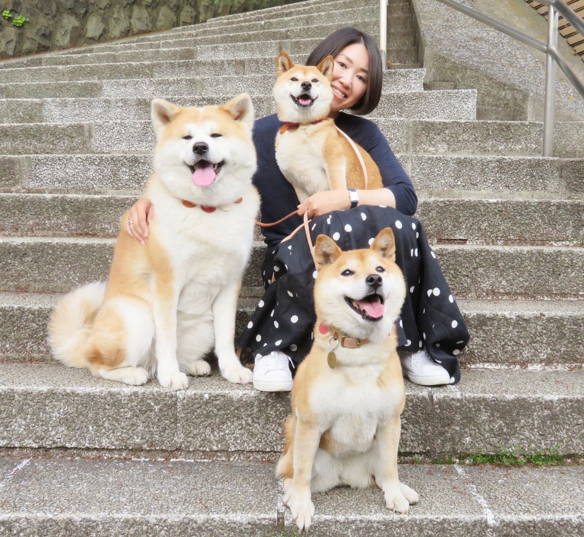 Акита ину сиба ину американская Акита