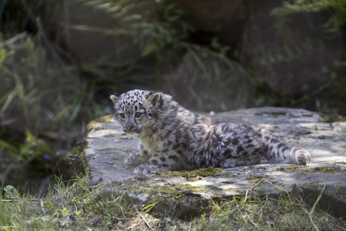 Марал убсиноровская котловина