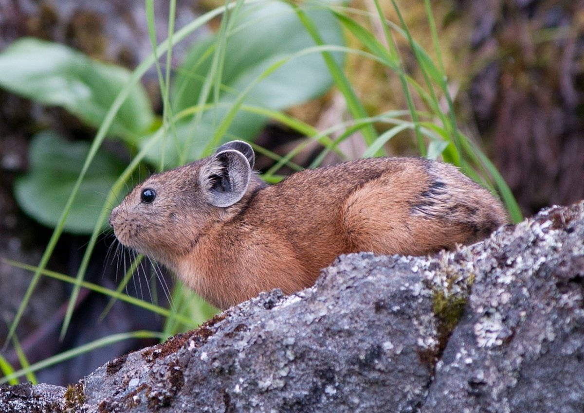 Олени маралы пятнистые