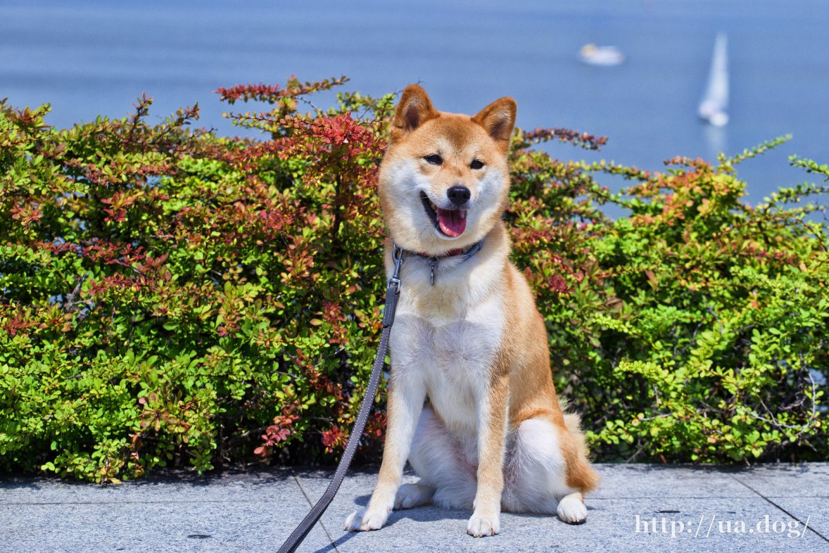 Сиба Шиба ину