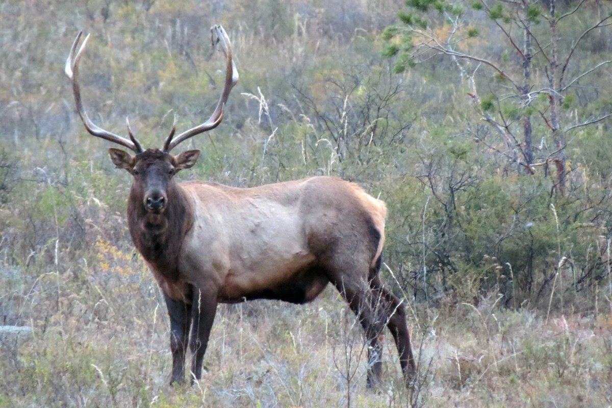 Алтай животные