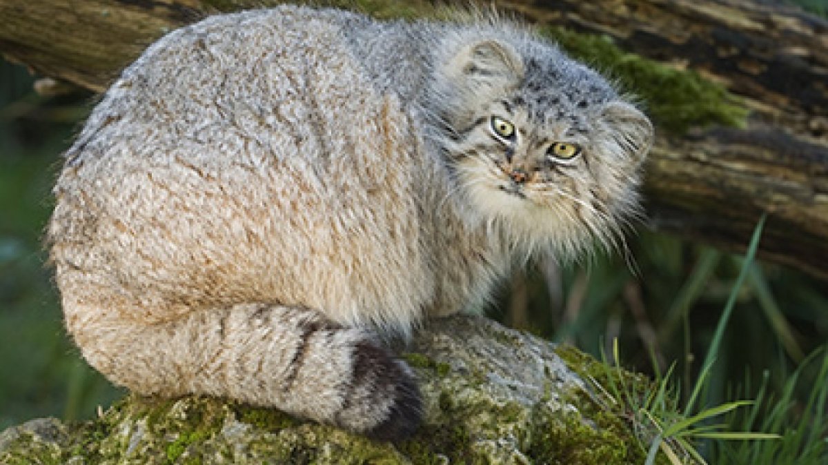 Соболь Баргузин животное